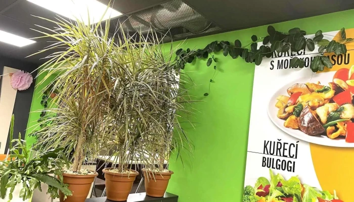 Bistro Gurmet Panda -  Od Vlastnika - Brněnská 4917-74