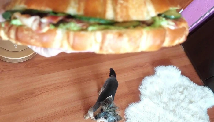 Bistro U Chameleona -  Instagram - Rakovník I