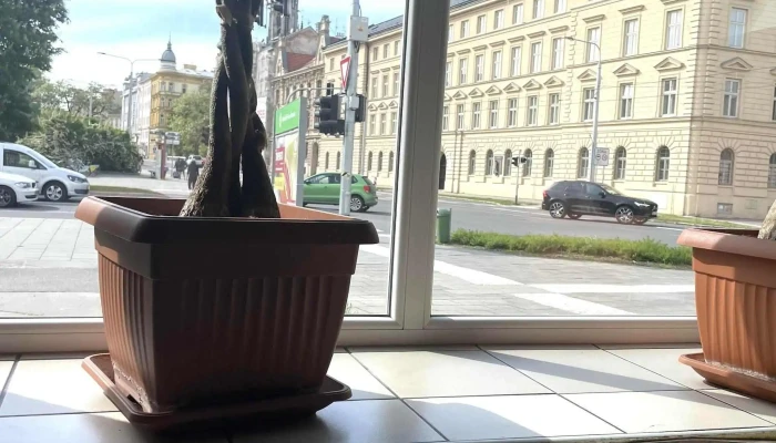 Hoa Bistro -    Vietnamsko Thajske Hledam - Palackého 435/70