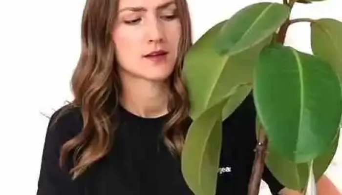 Mobilegear Videa - Sady 28. Října 692/3