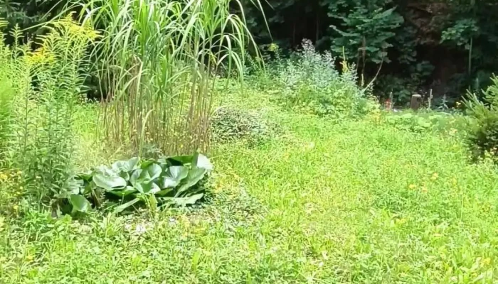 Na Pasince Videa - Kaňk