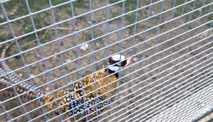 Oaza Sasnak Videa - Czech Republic
