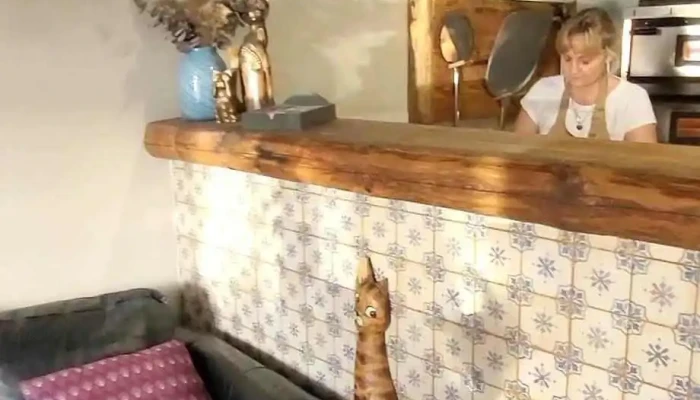 Pizza Gatto Nero Sedlcany Videa - Husova 225