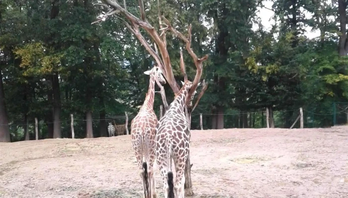 Restaurace Limpopo -  Pavilon Africkych Kopytniku - Štípa