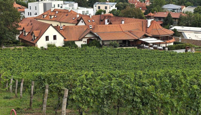 Restaurant A Vinarstvi Salabka Vinice A Vinoteka Sv Klary   Botanicka Zahrada Praha - Praha 7