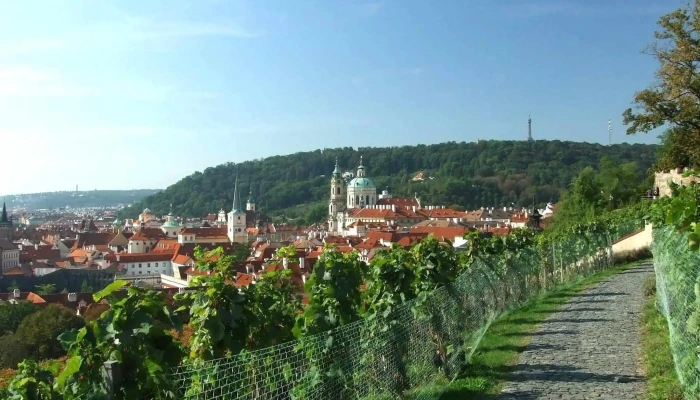 Svatovaclavska Vinice Fotky - Praha 1-hradčany